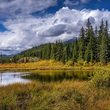 Spruces, lake, peaks, grass, clouds, Canada, Alberta, viewes, trees, Jasper National Park, Mountains