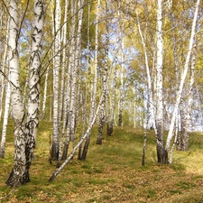 grass, birch, Leaf