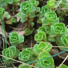 grass, Leaf, Caucasian, dry, Sedum