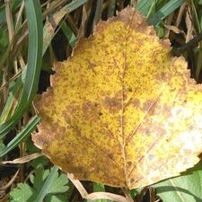leaf, grass
