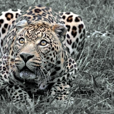 grass, lurking, Leopards