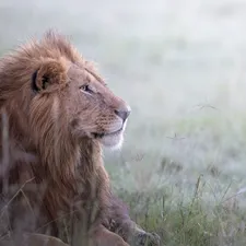 grass, lying, Lion