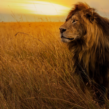 grass, sitter, Lion