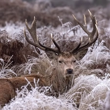 lying, frosty, grass, deer