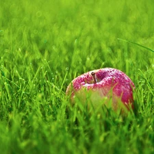 Meadow, dew, grass, Apple