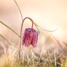 Colourfull Flowers, drops, grass, Fritillaria meleagris