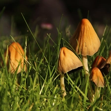 mushroom, grass