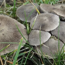 grass, gray, mushrooms