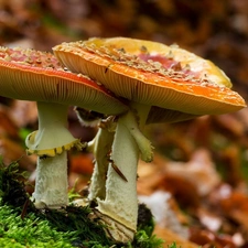 mushrooms, Leaf, grass, toadstools