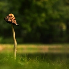Mushrooms, leg, grass, Hat