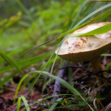 Mushrooms, grass