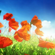 papavers, clouds, grass, Meadow