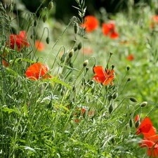 papavers, grass