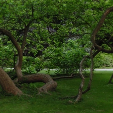 Park, viewes, grass, trees