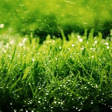 Rain, grass
