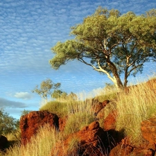 scarp, high, grass, trees