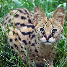 Serval, grass