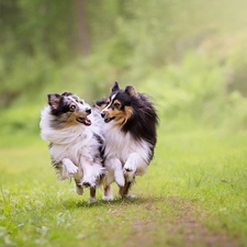 stretching, Dogs, car in the meadow, grass, Shetland Sheepdogs, Two cars