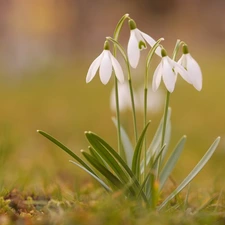 snowdrops, grass