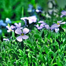 Spring, ##, grass, Flowers