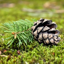 grass, cone, spruce