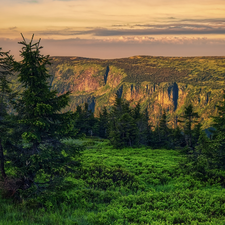 trees, Mountains, Spruces, grass, viewes, Giant Mountains