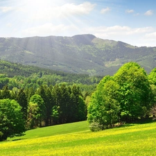 sun, forest, grass, rays