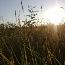 rays of the Sun, Meadow, grass