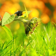 Sunflower, Colourfull Flowers, grass, Yellow