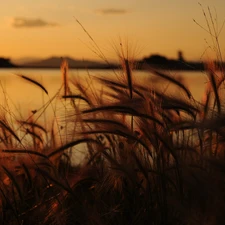 Great Sunsets, lake, grass