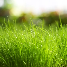 grass, Green, Thick