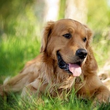 grass, dog, Tounge