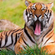 grass, tiger, Tounge