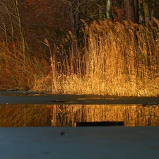 grass, lake, viewes, early spring, trees, melting