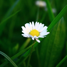 White, Green, grass, daisy