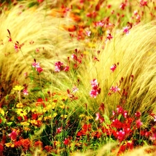 grass, Flowers, Wildflowers