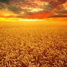 Field, wheat, Great Sunsets, corn