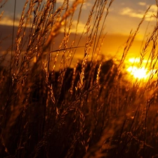 Great Sunsets, grass