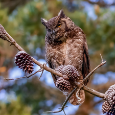 owl, twig, cones, Great Horned Owl