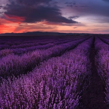 Field, Great Sunsets, clouds, lavender