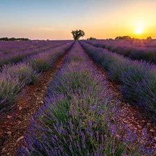 lavender, Great Sunsets, trees, plantation