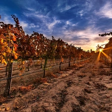 Great Sunsets, vineyard