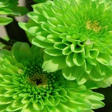 green, dahlias, color