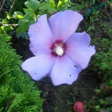 Violet, The surrounding, green, Colourfull Flowers