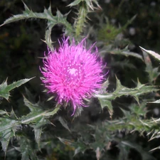 Flower, Leaf, green, teasel