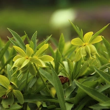 Green Hellebore, Flowers