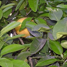 Leaf, grape-fruit, green ones