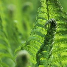 Leaf, fern, green ones