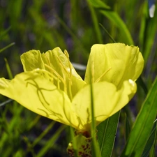 Leaf, Flower, green ones