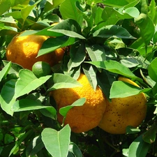 Leaf, lemons, green ones